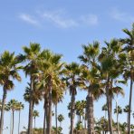  Palm Trees, Los Angeles 2010